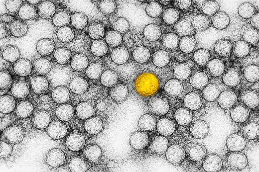 Vaccination mod gul feber - gul feber virus blandt partikler på illustration.